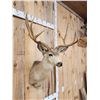 Image 3 : 4x4 Mule Deer Shoulder Mount Taxidermy