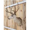 Image 4 : 4x4 Mule Deer Shoulder Mount Taxidermy