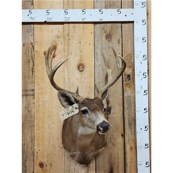 4x4 Columbian Blacktail Shoulder Mount Taxidermy
