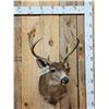 Image 1 : 4x4 Columbian Blacktail Shoulder Mount Taxidermy