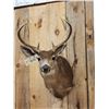 Image 2 : 4x4 Columbian Blacktail Shoulder Mount Taxidermy