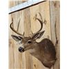 Image 3 : 4x4 Columbian Blacktail Shoulder Mount Taxidermy