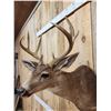 Image 4 : 4x4 Columbian Blacktail Shoulder Mount Taxidermy