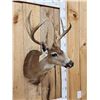 Image 5 : 4x4 Columbian Blacktail Shoulder Mount Taxidermy