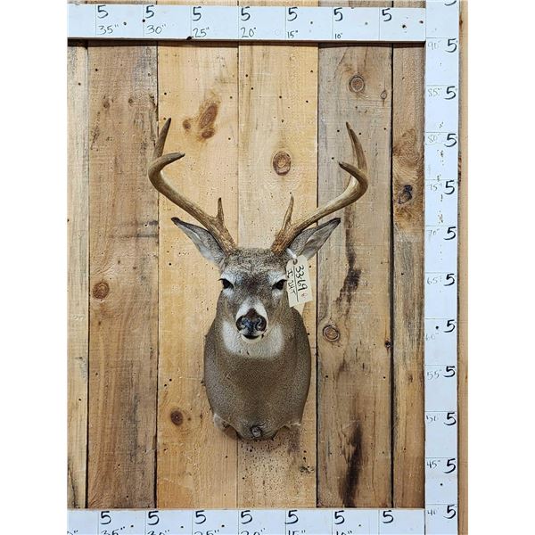 4x4 Whitetail Shoulder Mount Taxidermy