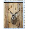 Image 1 : 4x4 Whitetail Shoulder Mount Taxidermy