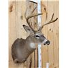 Image 2 : 4x4 Whitetail Shoulder Mount Taxidermy