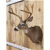 Image 3 : 4x4 Whitetail Shoulder Mount Taxidermy