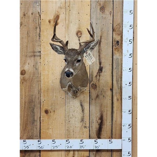 Coues Deer Shoulder Mount Taxidermy