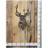 Image 1 : Coues Deer Shoulder Mount Taxidermy
