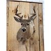 Image 2 : Coues Deer Shoulder Mount Taxidermy