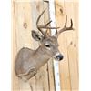 Image 3 : Coues Deer Shoulder Mount Taxidermy