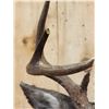 Image 4 : Coues Deer Shoulder Mount Taxidermy