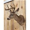 Image 5 : Coues Deer Shoulder Mount Taxidermy