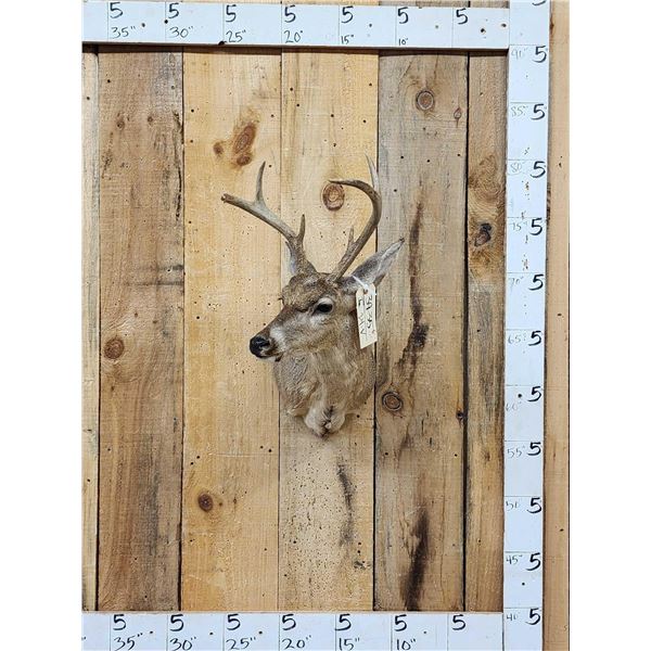 3x3 Coues Deer Shoulder Mount Taxidermy