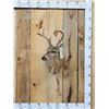 Image 1 : 3x3 Coues Deer Shoulder Mount Taxidermy