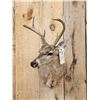 Image 2 : 3x3 Coues Deer Shoulder Mount Taxidermy