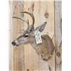 Image 3 : 3x3 Coues Deer Shoulder Mount Taxidermy