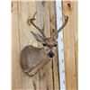 Image 4 : 3x3 Coues Deer Shoulder Mount Taxidermy