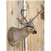 Image 5 : 3x3 Coues Deer Shoulder Mount Taxidermy