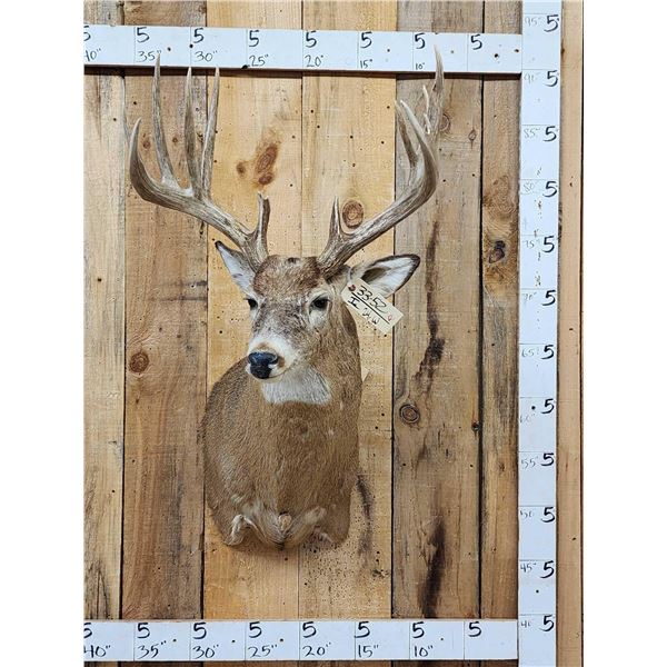 Main Frame 5x5 Whitetail Shoulder Mount Taxidermy