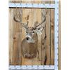 Image 1 : Main Frame 5x5 Whitetail Shoulder Mount Taxidermy