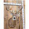 Image 2 : Main Frame 5x5 Whitetail Shoulder Mount Taxidermy
