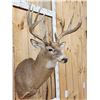 Image 3 : Main Frame 5x5 Whitetail Shoulder Mount Taxidermy