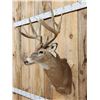 Image 4 : Main Frame 5x5 Whitetail Shoulder Mount Taxidermy