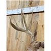Image 5 : Main Frame 5x5 Whitetail Shoulder Mount Taxidermy