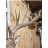Image 6 : Main Frame 5x5 Whitetail Shoulder Mount Taxidermy