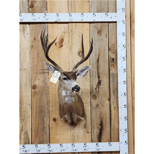 3x5 Columbian Blacktail Deer Shoulder Mount Taxidermy