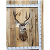 Image 1 : 3x5 Columbian Blacktail Deer Shoulder Mount Taxidermy