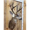 Image 2 : 3x5 Columbian Blacktail Deer Shoulder Mount Taxidermy