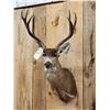 Image 3 : 3x5 Columbian Blacktail Deer Shoulder Mount Taxidermy