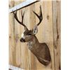 Image 4 : 3x5 Columbian Blacktail Deer Shoulder Mount Taxidermy