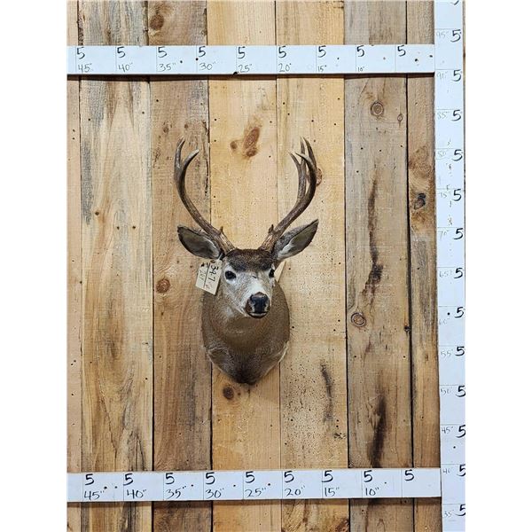 5x5 Columbian Blacktail Shoulder Mount Taxidermy