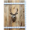 Image 1 : 5x5 Columbian Blacktail Shoulder Mount Taxidermy
