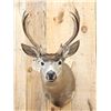 Image 2 : 5x5 Columbian Blacktail Shoulder Mount Taxidermy