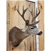 Image 3 : 5x5 Columbian Blacktail Shoulder Mount Taxidermy