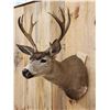 Image 4 : 5x5 Columbian Blacktail Shoulder Mount Taxidermy