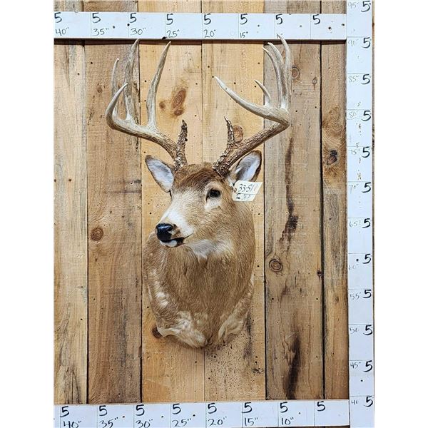 Big 6x5 Whitetail Shoulder Mount Taxidermy