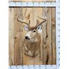 Image 1 : Big 6x5 Whitetail Shoulder Mount Taxidermy