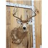 Image 2 : Big 6x5 Whitetail Shoulder Mount Taxidermy