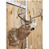 Image 3 : Big 6x5 Whitetail Shoulder Mount Taxidermy