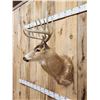 Image 4 : Big 6x5 Whitetail Shoulder Mount Taxidermy