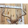 Image 5 : Big 6x5 Whitetail Shoulder Mount Taxidermy