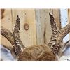 Image 6 : Big 6x5 Whitetail Shoulder Mount Taxidermy