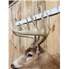 Image 7 : Big 6x5 Whitetail Shoulder Mount Taxidermy