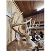 Image 8 : Big 6x5 Whitetail Shoulder Mount Taxidermy